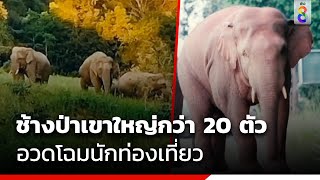 ฝูงช้างป่าเขาใหญ่กว่า 20 ตัวอวดโฉมนักท่องเที่ยว | ข่าวช่อง 8