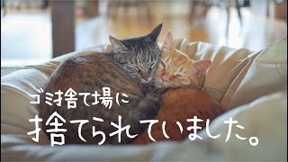 ゴミ捨て場で保護された兄妹猫と5日ぶりに再会しました。