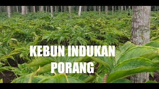 KEBUN INDUKAN PORANG