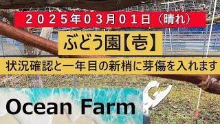 ぶどう園【壱】芽傷入れ、シャインマスカット等の芽の確認です