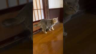 #風の猫　ごはんを少しだけ残して..　ごちそうさまをする猫…　#Shorts