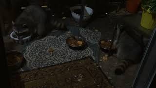 Raccoon Dinner Time! Nov 2nd, 2022 (Raccoon Feeding)