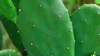 A Thornless Cactus - How to \