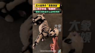 主人给狗子变装改造，狗狗秒变“骷髅狗”#shorts#pess#funny#狗狗