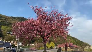 満開に咲くつるぎ町関山桜🌸徳島県美馬郡吉野川沿い　桜づつみ公園道の駅貞光ゆうゆう館前2024/4/13朝日