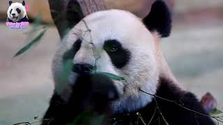 20180409 保育員幫圓圓刷刷背+圓圓的超級圓臉 The Giant Panda Yuan Yuan