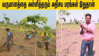 வருமானத்தை அள்ளித்தரும் அதிசய மரங்கள் இதுதான் /Miracle trees that bring income