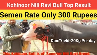 Kohinoor Bull Nili Ravi Calf/Nili Ravi Bull Kohinoor Calf/Kohinoor PDFA Champion#Calf#Progeny#Result