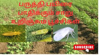 பருத்தி பயிரை பாதிக்கும் சாறு உறிஞ்சும் பூச்சிகள் மற்றும் Control செய்யும் முறை....