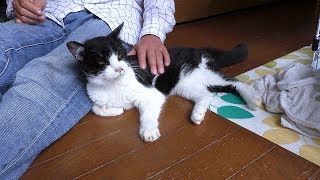 【地域猫・保護猫】姫様護衛という新たな任務が増えたのに残り物とは酷すぎる‼ニャルソックが報酬の増額を要求する。～隠し砦の三キジトラ～【魚くれくれ野良猫製作委員会】