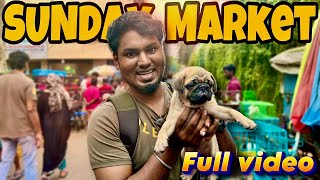 PETS MARKET 🐶🐍Full video | Race #pigeons 💥| Puppy’s for sale |