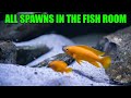 Has the bond between your cichlid breeding pair ever broken?