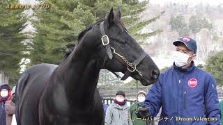 ドリームバレンチノ(Dream Valentino) - アロースタッド種牡馬展示会2021