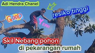 penebangan pohon yg panjang dan besar di pekarangan rumah luar biasa