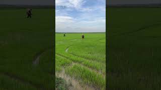 ការធ្វើស្រែប្រាំង #farmer #farmingsimulator #farming #farmlife