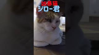 ぶちゃかわジロー‼️怖ーい顔でも可愛い鳴き声 Ferocious cat #shorts