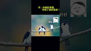 搞笑动物系列第31集 鸟：你俩的幸福吵到了我的孤单！ #搞笑 #funny #pets #搞笑 #animals #萌宠 #萌宠 #cat #cute #宠物 #萌寵 #chat #宠物 #萌寵