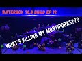 Waterbox 70.3 Build Ep 19: What’s Killing My MONTIPORAS?