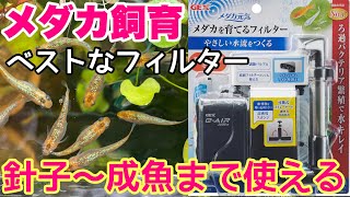 メダカ室内飼育の油膜+水質安定対策！針子～成魚までに使える万能フィルター！【GEX　メダカを育てるフィルター】メダカ睡蓮ビオトープ