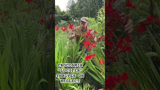 Plants that thrive on neglect,Crocosmia “ Lucifer “@pergolanurseries_garden_corner