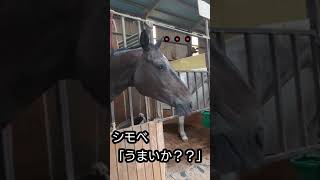 ツンデレ馬とデレデレ馬がただおやつを食べるだけの動画【ツルマルボーイ様のシモベ】