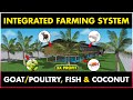 Integrated Goat-Fish/Poultry-Fish and Coconut Farming | Coconut, Fish & Goat-Chicken Farm Together