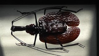 ИЗ МИРА: 1. Mormolyce phyllodes (листовидная жужелица)