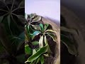 umbrella plant cutting stem and leaves propagation