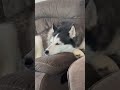 what has big ears but doesn’t listen shorts dog cute funny husky