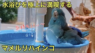 フラワーファウンテンで水浴びを楽しむマメルリハインコ