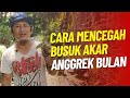 CARA MENCEGAH BUSUK AKAR ANGGREK BULAN