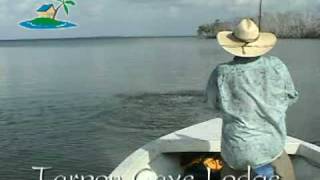 Jumping A Tarpon In Tarpon Caye Lagoon In Belize