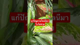 แก้ปัญหาอโกลนีมาใบไม่สวย แก่ไว | แม่บ้าน ลองทำ methika channel