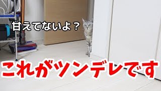 甘えたいのにツンデレを発揮する猫の扱いが難しい…