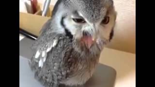 OWL WANTS ALCOHOL!!!