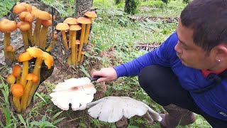 🍄ขึ้นเขายิงหมีวันนี้หมานขนาดได้เห็ดปลวกตาบ 2 ดอกเต็มตะกร้า🍄6/8/2565🍄