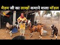 मैडम जी का लाखों कमाने वाला मॉडल | Goat farming business| Goat farm| Harish Yadav