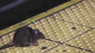 City rat population reaches 3 million, pest control company claims