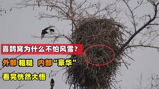 粗糙簡陋的喜鵲窩，為什么不怕風雪？原來里面暗含“黑科技”