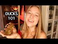 Don't Raise Ducks BEFORE Watching THIS! Everything You Need to Know