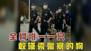 你见过凭借着自己社牛性格混成了警犬的狗子吗？