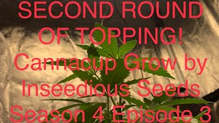 DUTCH GROWERS GROW JOURNAL / Second round of topping! / CANNA-CUP Grow / Season 4 Episode 3