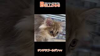 かわいい猫紹介 チンチラゴールデン【横浜ペットショップ ベルドック】#shorts #猫動画 #猫のいる暮らし