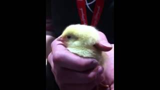 Chirping baby chick!