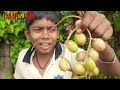 jaffna fruits video tamil vlogs travel village fruits food