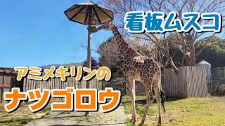 【 キリン 】看板息子ナツゴロウ