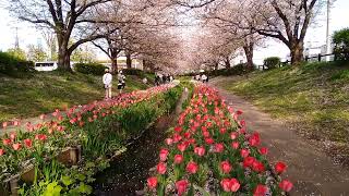 横浜江川せせらぎ緑道の桜とチューリップ