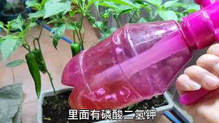 “红糖”配磷酸二氢钾，增产效果真“神奇”，后悔知道太晚了。