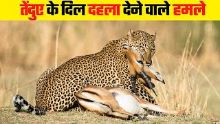 तेंदुआ का हमला इतना खतरनाक क्यों होता है | Most Dangerous Leopard Attacks