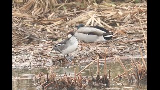 Smew, Abberton Reservoir, Essex, 26/1/20